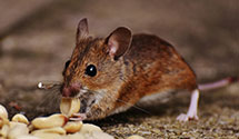 24 Hour & Emergency Exterminators in Wessington Springs, SD